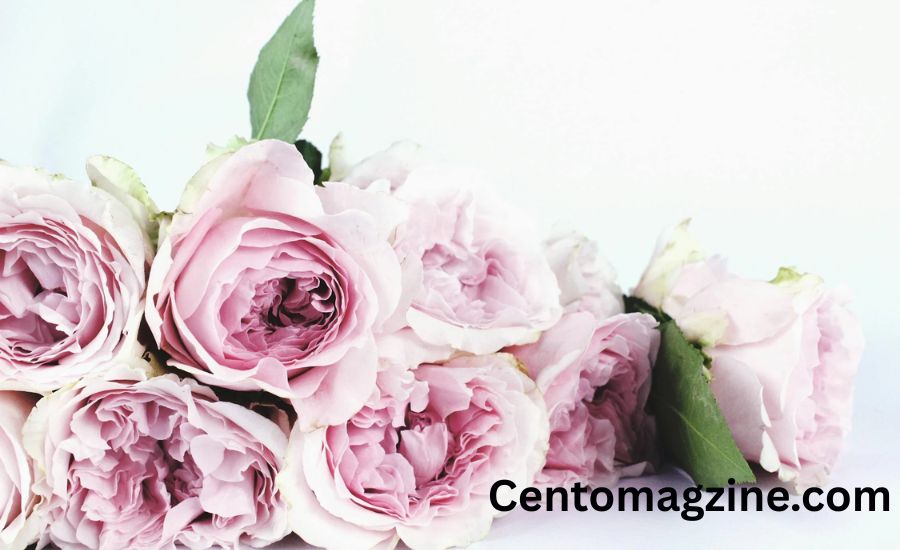 "Language in Full Bloom: The Charm and Meaning of Flower Idioms" 3 A Flower of Hope