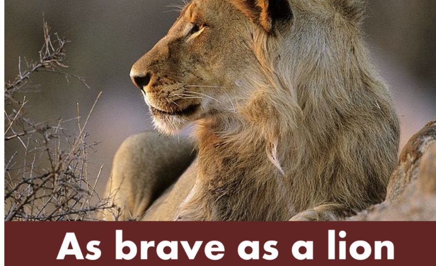 As Brave As a Lion 2 Brave Like a Bull Standing Its Ground
