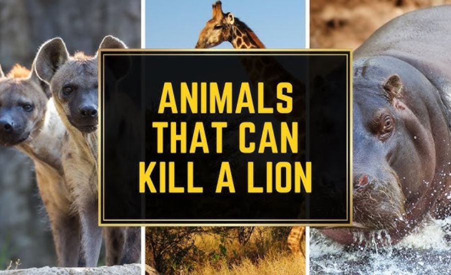As Fierce As Which Animal Cheetah, Lion, Eagle & More 3 Regal Like an Eagle