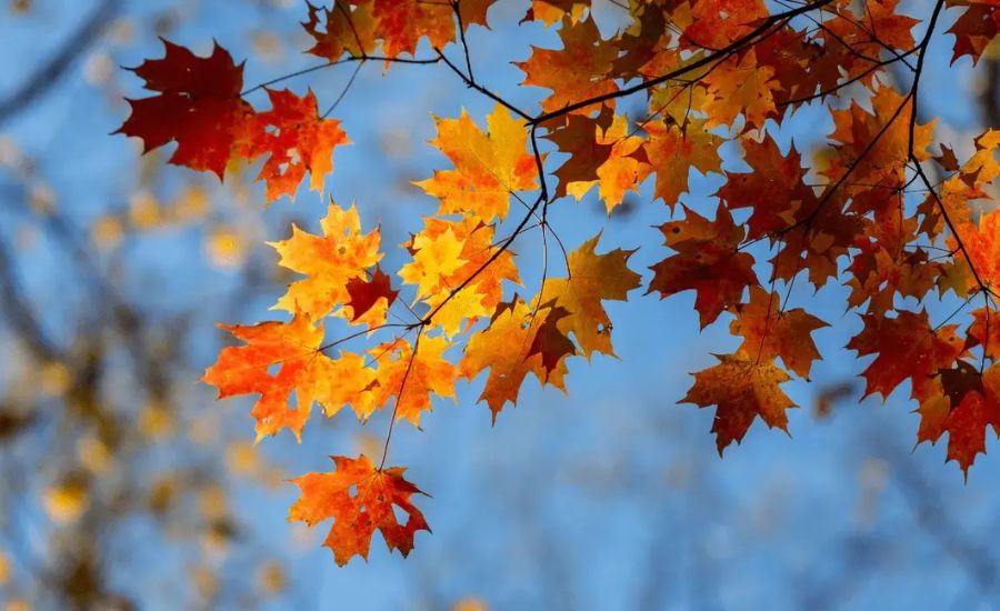 Autumn Metaphors: Nature’s Poetry in Fall 3 Time’s Gathering Basket