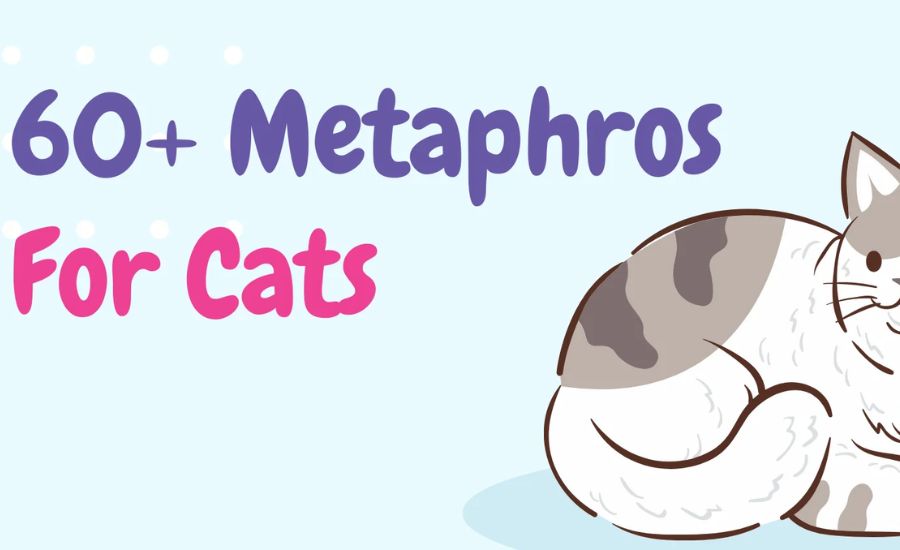 Purrfect Cat Metaphors 2 Cats are instinctive hunters
